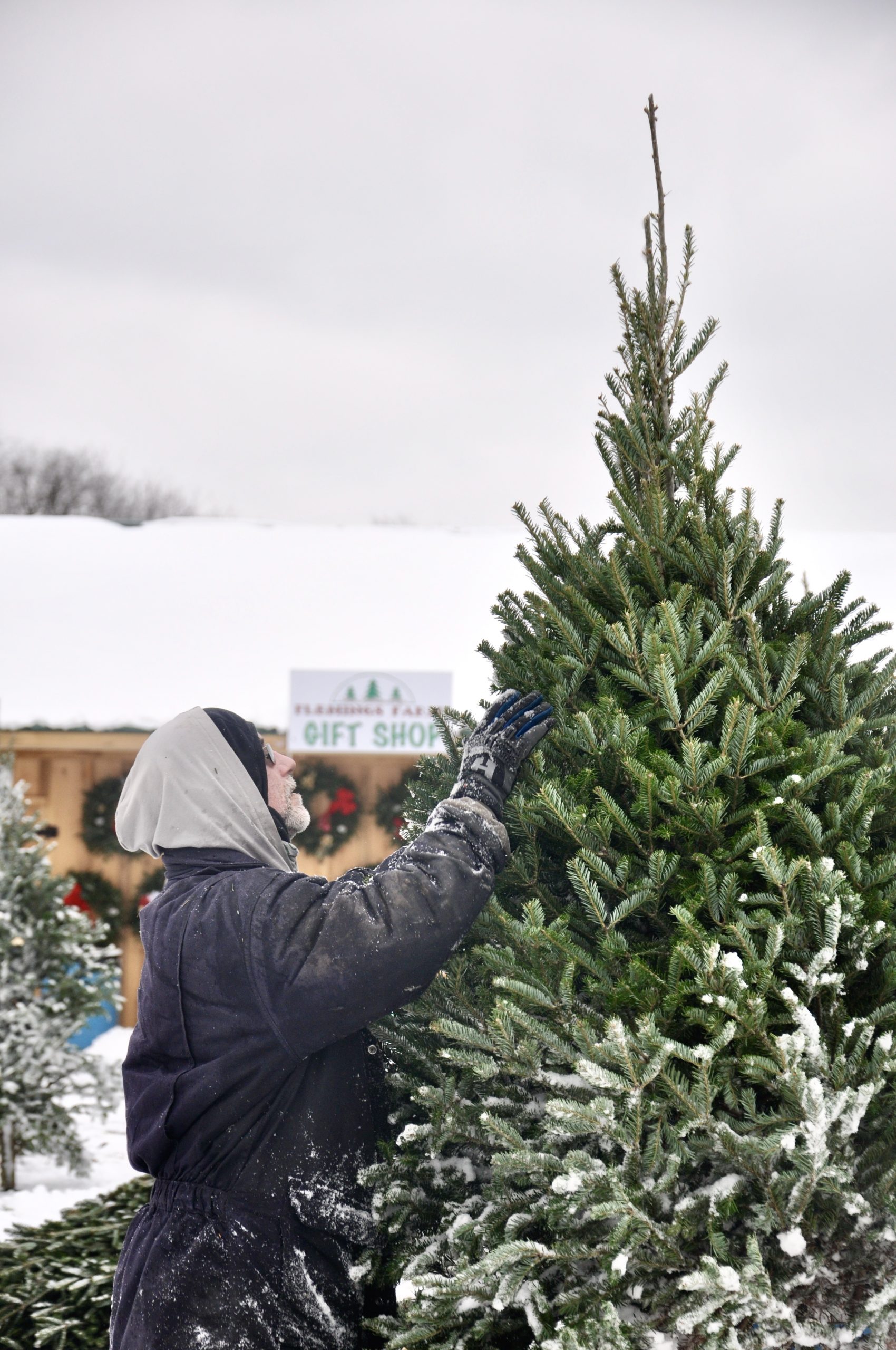 New Alexandria, Pa. - Shawn Lyman, 58, of Creekside, Pa. shapes up a tree at Flemings Tree Farm, where he has worked since he moved to Pennsylvania at 17.jpeg